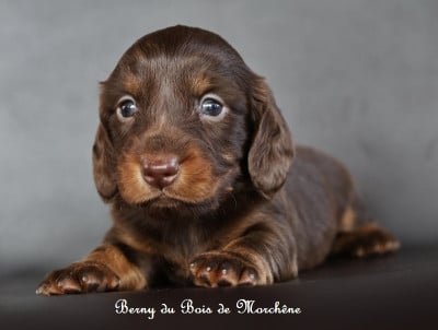 Les chiots de Teckel poil long