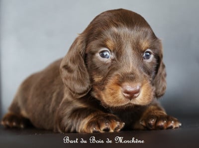 Les chiots de Teckel poil long