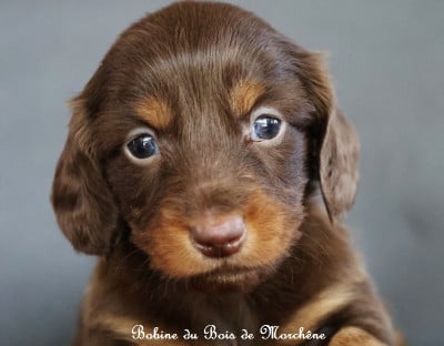Les chiots de Teckel poil long