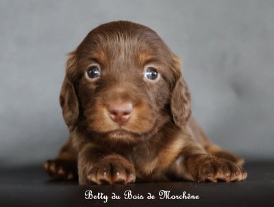 Les chiots de Teckel poil long