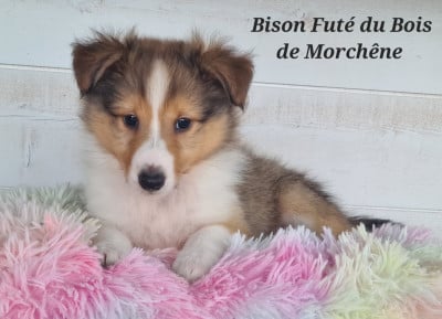 Shetland Sheepdog