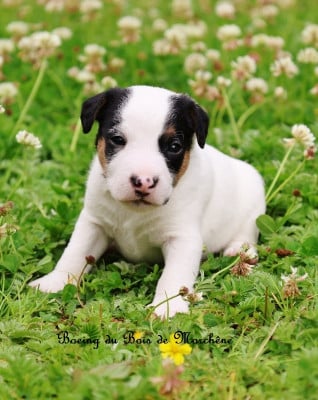 Boeing - Parson Russell Terrier