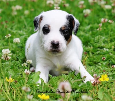 Bugatti - Parson Russell Terrier
