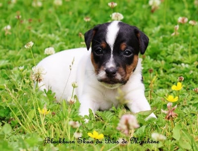 Blackburn Skua - Parson Russell Terrier