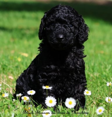 Les chiots de Caniche
