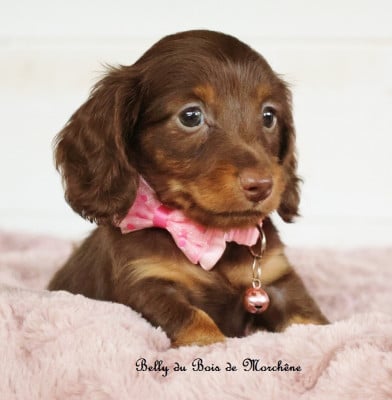 Les chiots de Teckel poil long