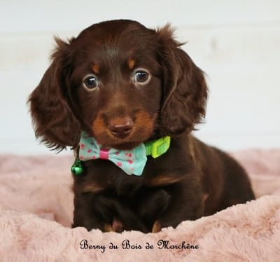 Les chiots de Teckel poil long