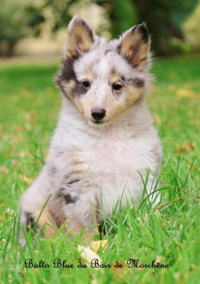 Les chiots de Shetland Sheepdog