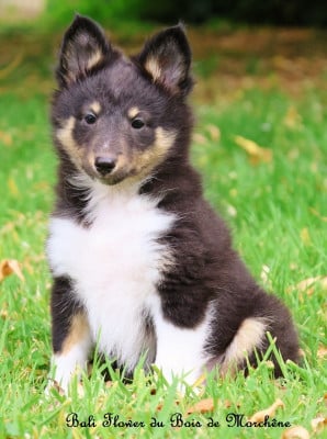 Les chiots de Shetland Sheepdog