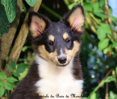 Les chiots de Shetland Sheepdog