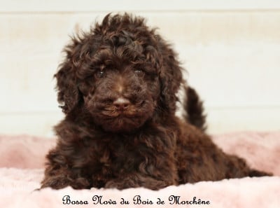 Les chiots de Caniche