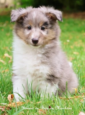 Les chiots de Shetland Sheepdog