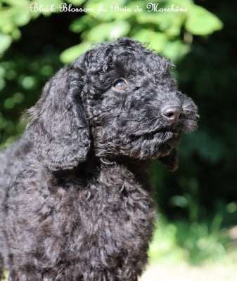 Les chiots de Caniche