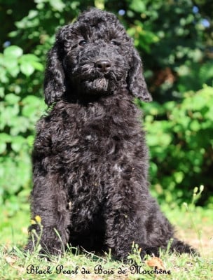 Les chiots de Caniche