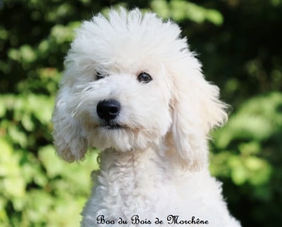 Les chiots de Caniche