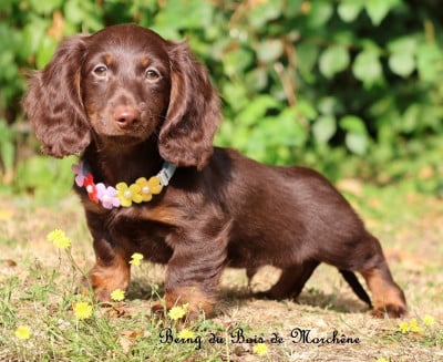 Les chiots de Teckel poil long