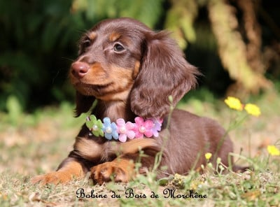Les chiots de Teckel poil long