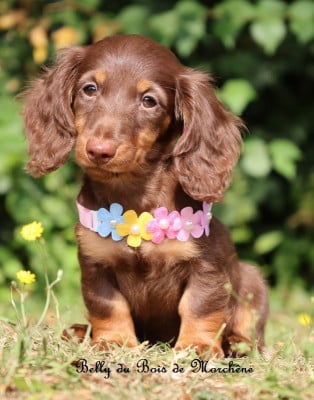Les chiots de Teckel poil long