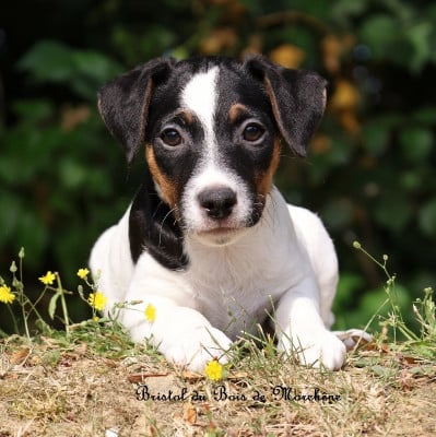 Les chiots de Parson Russell Terrier