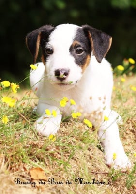 Les chiots de Parson Russell Terrier