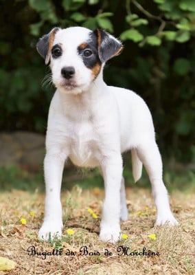 Les chiots de Parson Russell Terrier