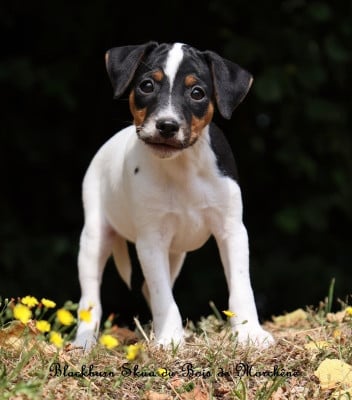 Les chiots de Parson Russell Terrier