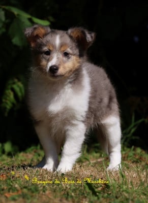 Les chiots de Shetland Sheepdog