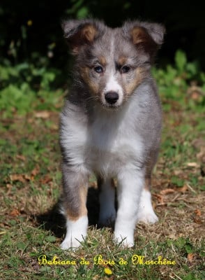 Les chiots de Shetland Sheepdog