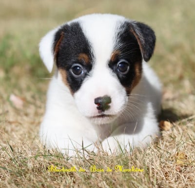 Bleutooth - Jack Russell Terrier