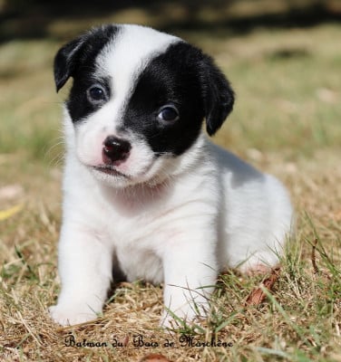 Batman - Jack Russell Terrier