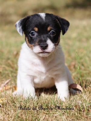 Belote - Jack Russell Terrier