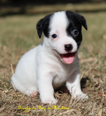 Jack Russell Terrier