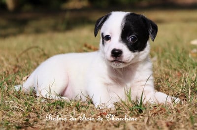 Balma - Jack Russell Terrier