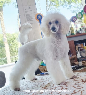 Les chiots de Caniche