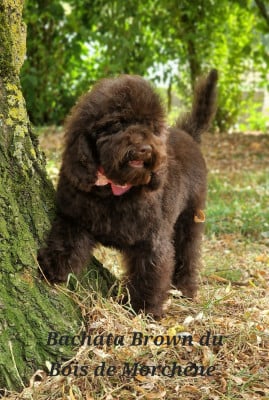 Les chiots de Caniche