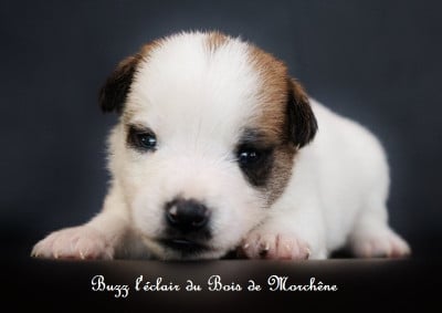 Les chiots de Jack Russell Terrier