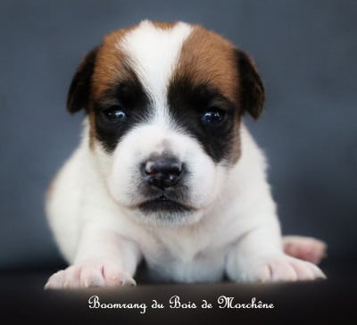 Les chiots de Jack Russell Terrier