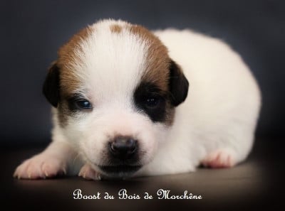 Les chiots de Jack Russell Terrier
