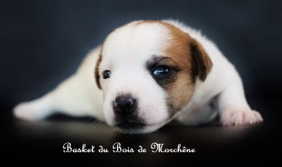 Les chiots de Jack Russell Terrier