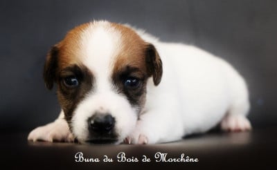 Les chiots de Jack Russell Terrier