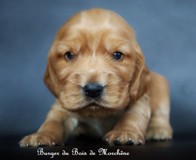 Les chiots de Cocker Spaniel Anglais