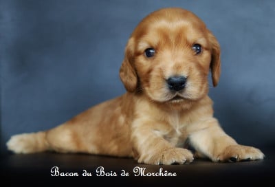 Les chiots de Cocker Spaniel Anglais