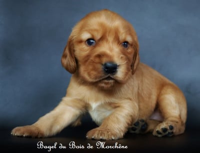 Les chiots de Cocker Spaniel Anglais