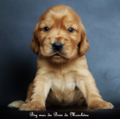 Les chiots de Cocker Spaniel Anglais