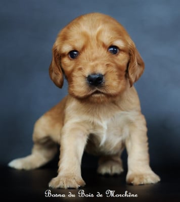 Les chiots de Cocker Spaniel Anglais