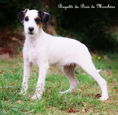 Les chiots de Parson Russell Terrier