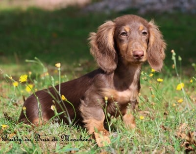 Les chiots de Teckel poil long