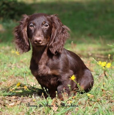 Les chiots de Teckel poil long