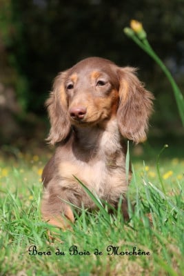 Les chiots de Teckel poil long
