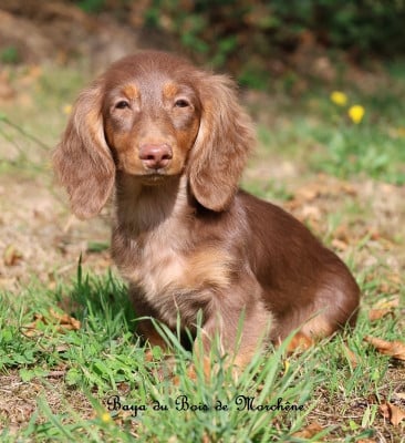 Les chiots de Teckel poil long